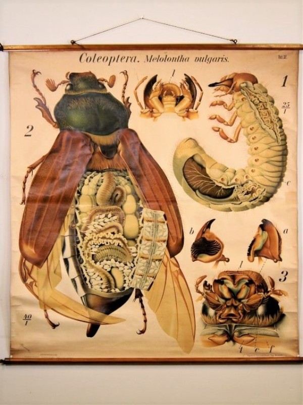 Specialiseren reptielen specificeren Vintage schoolplaat meikever Pfurtscheller - De Kringwinkel