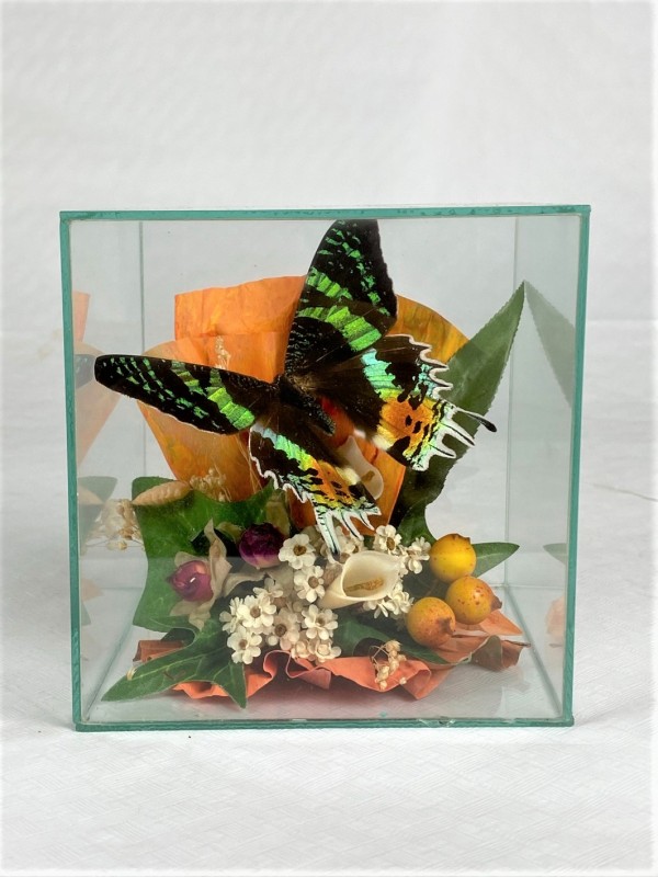 Glazen kubus met vlinder - Urania Fulgens