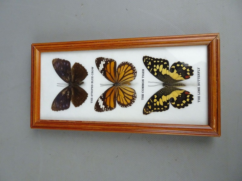 Decoratieve vlinder collectie