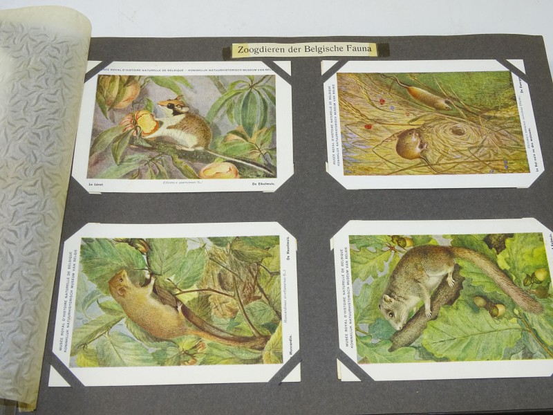 Collectie Postkaarten Belgisch Instituut Voor Natuurwetenschappen