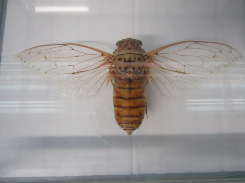 Taxidermie, Pomponia Imperatoria, Cicade