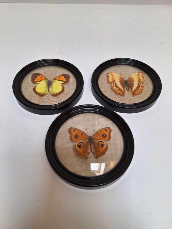 3 vlinders in ronde kadertjes