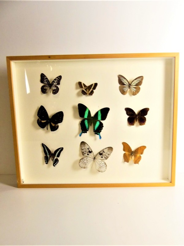 Lot Echt Vlinders Collectie in Lijst