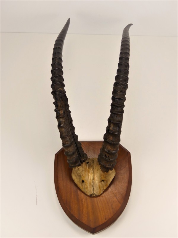 Grote Vintage Antilope Hoorns - Muurdecoratie