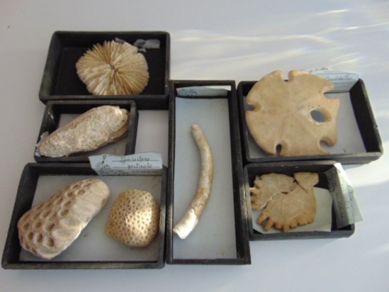 7 Fossielen: Zanddollar, Poliepen, Kalkkokerworm,...