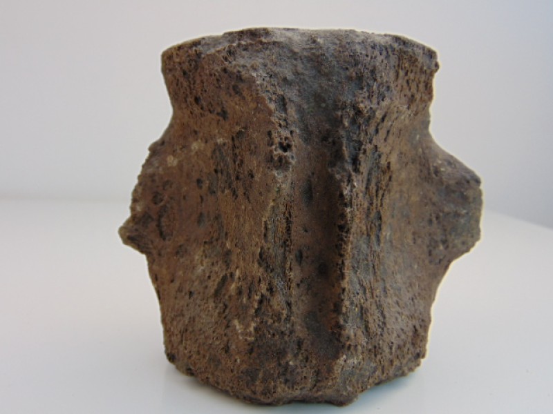 14 Fossielen: Amoniet Schelpen, Wervels