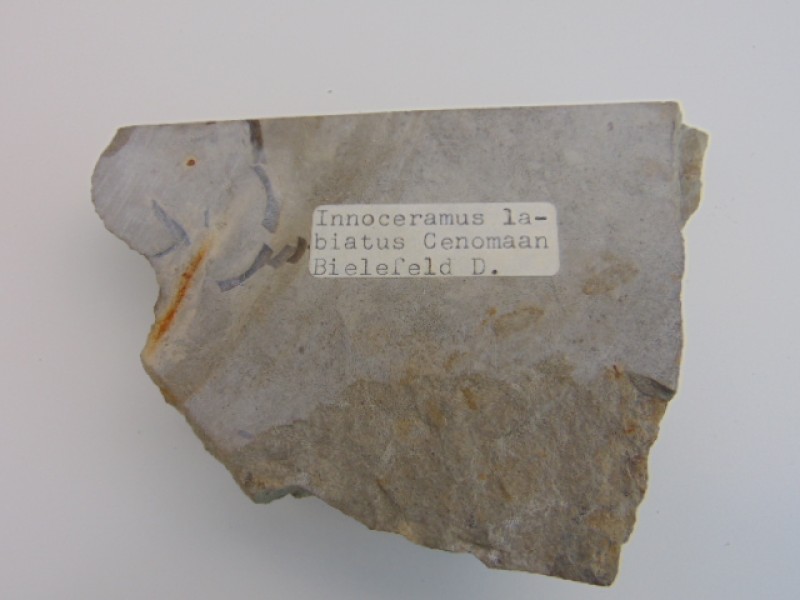 14 Fossielen: Amoniet Schelpen, Wervels