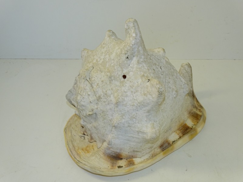 Groot Zeeslakkenhuis: Cassis Madagascariensis, Queen Helmet,