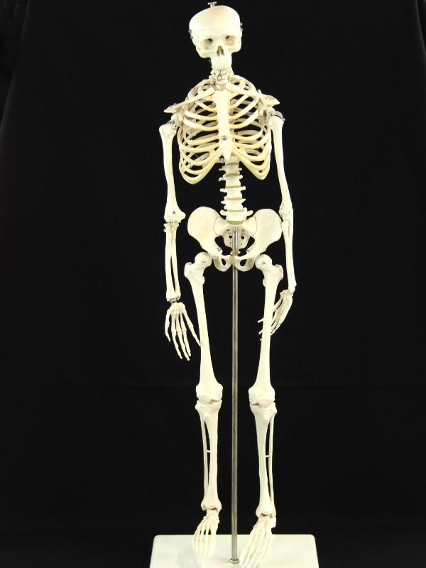 Skelet Oscar met elastieke verbindingen voor beweeglijkheid