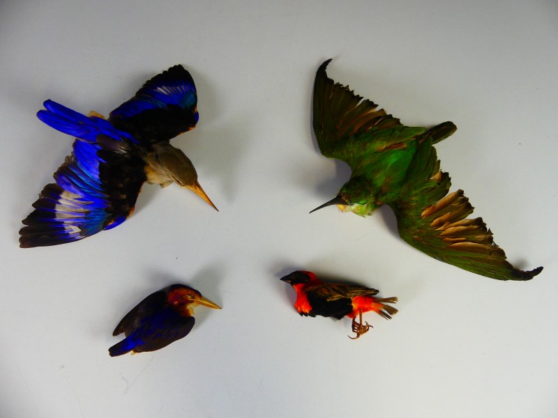 Taxidermie – 1 kolibrie en 3 ijsvogels