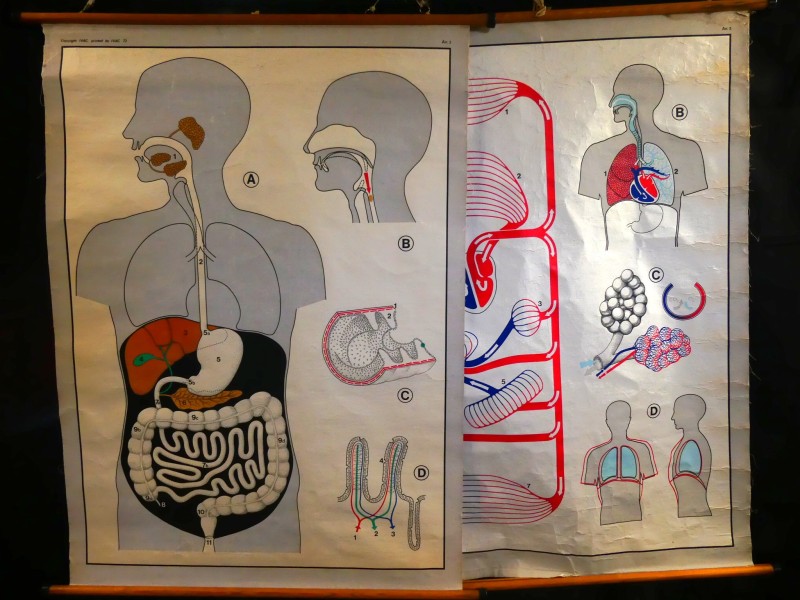 Vintage - IVAC – 2 schoolplaten anatomie – 1972