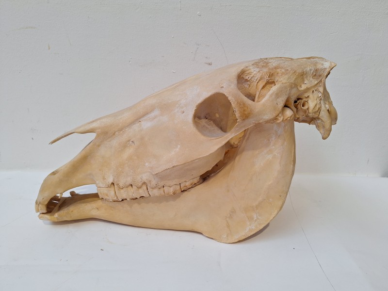 schedel van een paard