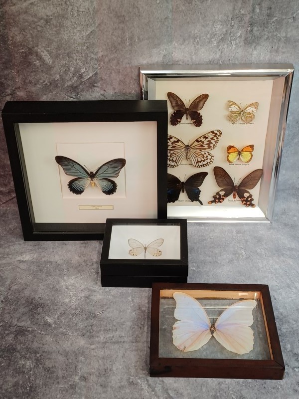 Prachtige collectie taxidermie vlinders in luxe schaduwlijsten