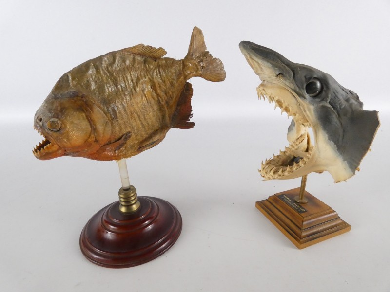 Set van twee taxidermie-exemplaren