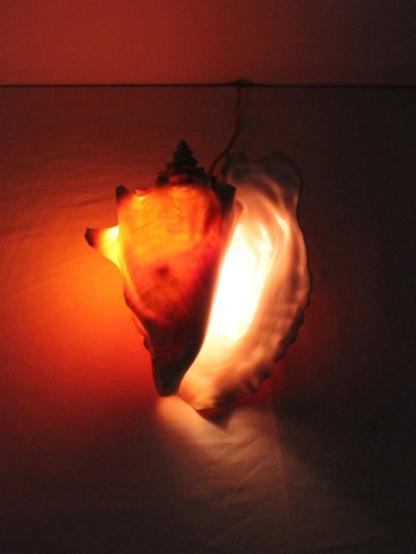 Unieke Conch-Lamp
