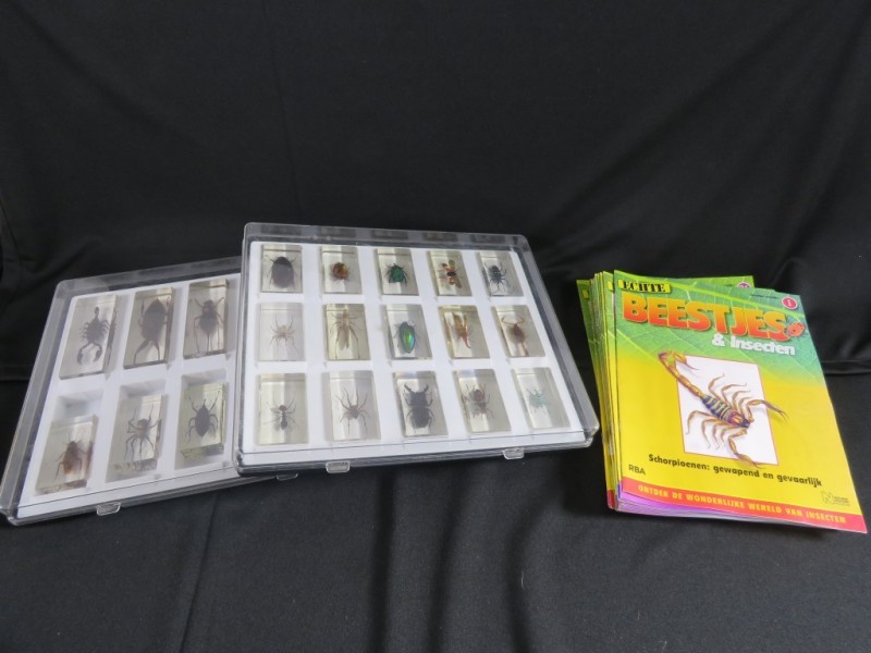 Verzameling beestjes en insecten in hars